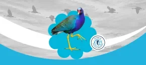 Día Mundial de Aves Migratorias