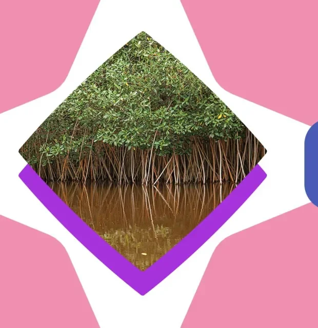 Dia internacional de defensa del ecosistema manglar